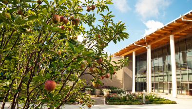 photo of franciscan center at cardinals square through the view of an apple tree